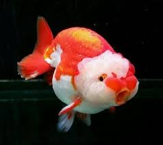 Image result for 金魚