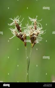 Attēlu rezultāti vaicājumam “Carex praecox”