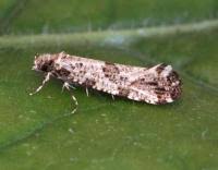 Attēlu rezultāti vaicājumam “Morophaga choragella”