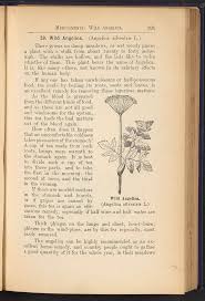 Image result for Angelica silvestris