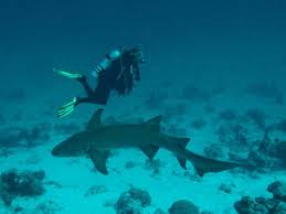 Image result for Surrey Aquanauts B S A C 0689