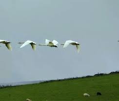 Image result for South Yorkshire Swans