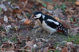 Attēlu rezultāti vaicājumam “Dendrocopos major female”