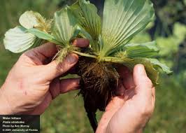 Attēlu rezultāti vaicājumam “Pistia stratiotes”