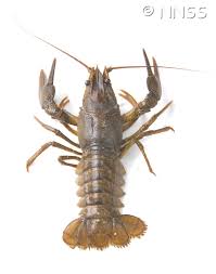 Attēlu rezultāti vaicājumam “Astacus leptodactylus”