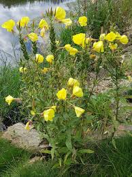 Image result for Nachtkerze