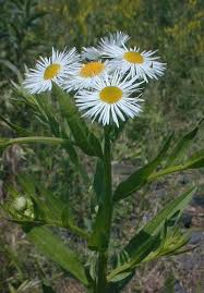 Attēlu rezultāti vaicājumam “Erigeron annuus flower”