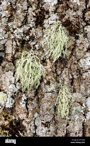 Attēlu rezultāti vaicājumam “Ramalina farinacea”