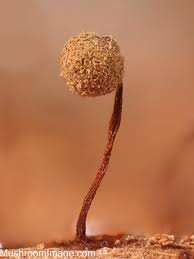 Attēlu rezultāti vaicājumam “Cribraria cancellata var. fusca spores”