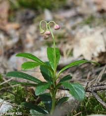 Attēlu rezultāti vaicājumam “Chimaphila umbellata”