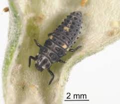 Attēlu rezultāti vaicājumam “Adalia bipunctata”