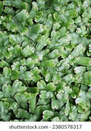 Attēlu rezultāti vaicājumam “Ptilidium pulcherrimum sporophyte”