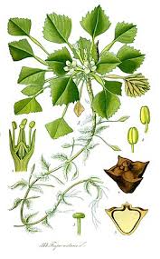 Attēlu rezultāti vaicājumam “Trapa natans leaf”