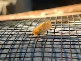 Attēlu rezultāti vaicājumam “Euproctis similis larva”