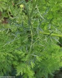 Attēlu rezultāti vaicājumam “Daucus sativus”