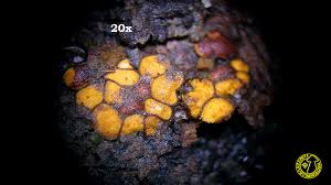 Attēlu rezultāti vaicājumam “Perichaena depressa”