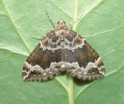 Attēlu rezultāti vaicājumam “Lampropteryx suffumata”