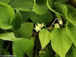 Attēlu rezultāti vaicājumam “Omphalodes verna leaf”