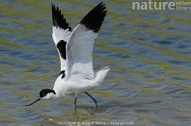 Attēlu rezultāti vaicājumam “Recurvirostra avosetta”