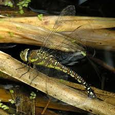 Attēlu rezultāti vaicājumam “Aeshna mixta male”