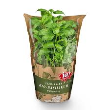 Image result for Basilikum