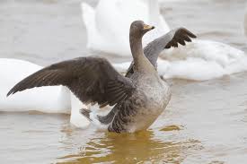 Attēlu rezultāti vaicājumam “Anser serrirostris”