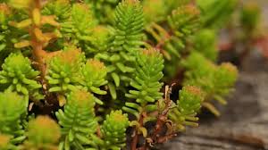 Attēlu rezultāti vaicājumam “Sedum pallidum flower”