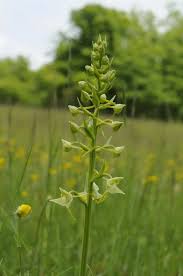 Attēlu rezultāti vaicājumam “Platanthera chlorantha flower”
