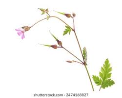 Attēlu rezultāti vaicājumam “Geranium robertianum fruit”