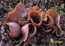 Attēlu rezultāti vaicājumam “Otidea bufonia”