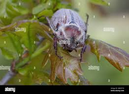 Attēlu rezultāti vaicājumam “Melolontha hippocastani imago”