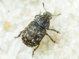 Attēlu rezultāti vaicājumam “Anthribus nebulosus”