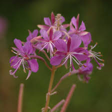 Attēlu rezultāti vaicājumam “Epilobium angustifolium fruit”