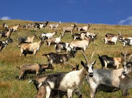 Attēlu rezultāti vaicājumam “Capra juvenile”