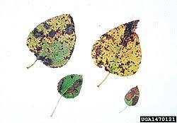 Attēlu rezultāti vaicājumam “Phyllonorycter apparella”