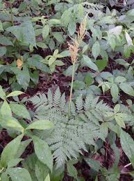 Attēlu rezultāti vaicājumam “Botrychium virginianum”