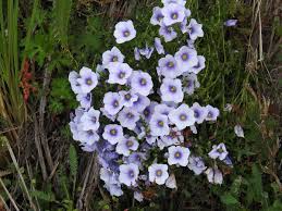 Image result for Nierembergia