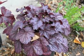 Image result for Heuchera `Swirling Fantasy`