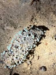 Attēlu rezultāti vaicājumam “Penicillium vulpinum”