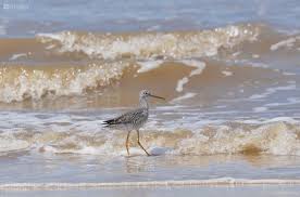 Image result for Tringa melanoleuca