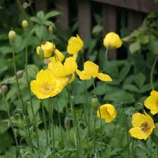 Image result for Scheinmohn