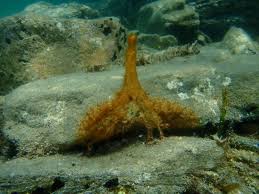 Attēlu rezultāti vaicājumam “Cyanophyta”