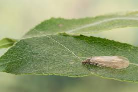 Attēlu rezultāti vaicājumam “Oecetis ochracea”