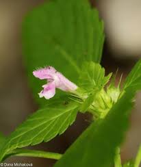 Attēlu rezultāti vaicājumam “Galeopsis tetrahit flower”