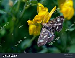 Attēlu rezultāti vaicājumam “Pyrausta purpuralis”