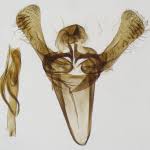 Attēlu rezultāti vaicājumam “Incurvaria oehlmanniella”