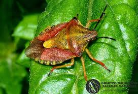 Attēlu rezultāti vaicājumam “Carpocoris purpureipennis”