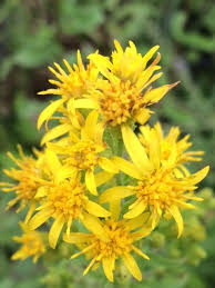 Attēlu rezultāti vaicājumam “Solidago virgaurea”