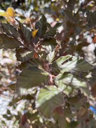 Attēlu rezultāti vaicājumam “Fagus sylvatica fo. purpurea”