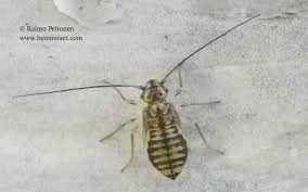 Attēlu rezultāti vaicājumam “Psococerastis gibbosa”